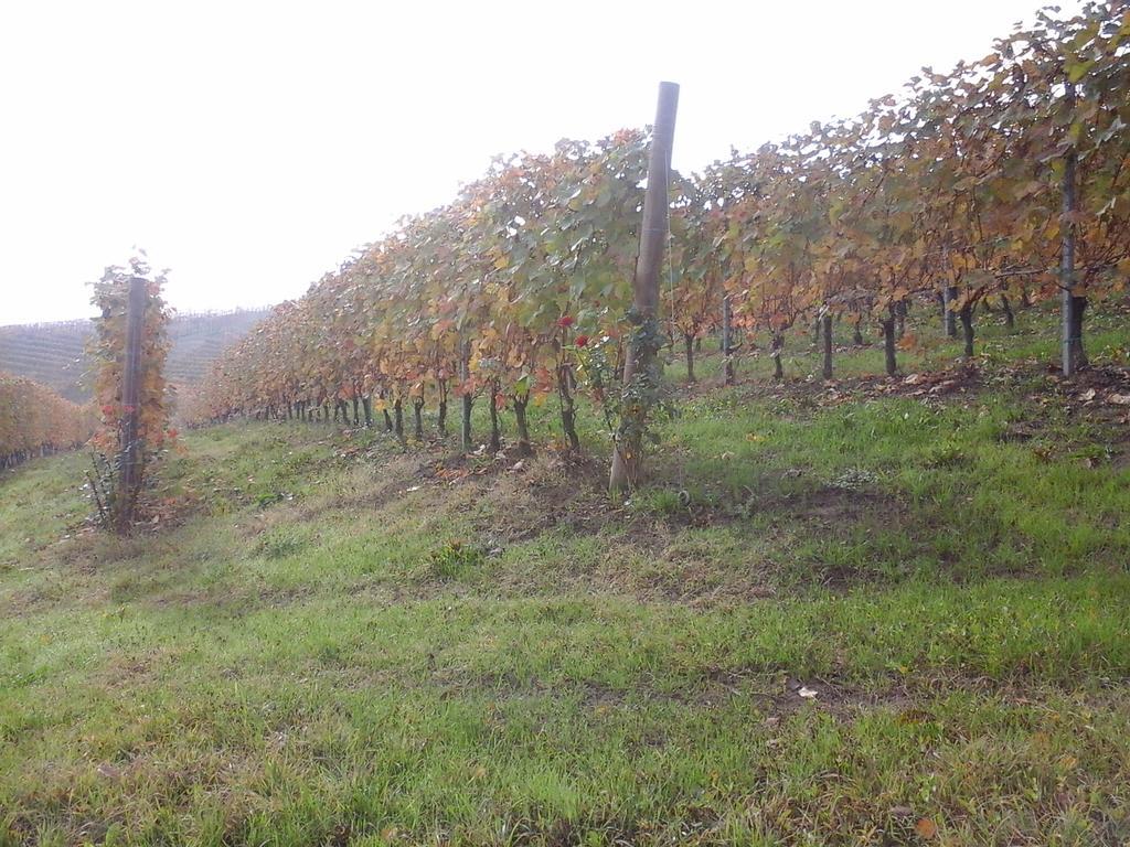 바롤로 Agriturismo Il Ciabot 빌라 외부 사진